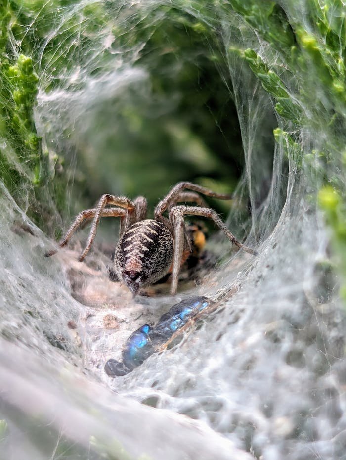 Close-up of a wolf spider in its web tunnel with captured prey. Stunning detail in nature.