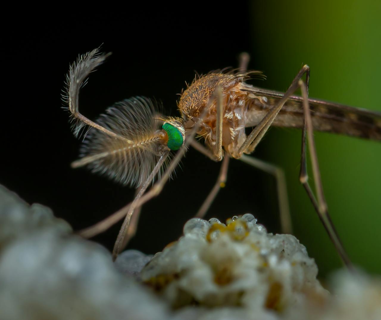 Detailed macro image of a male mosquito with vibrant green eyes
